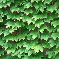 Boston Ivy