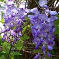 Chinese Wisteria