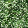 Confederate Jasmine