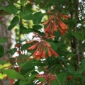 Coral Honeysuckle