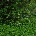 Fig Ivy