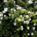 Star Jasmine