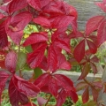 Virginia Creeper