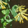 Trumpet Honeysuckle